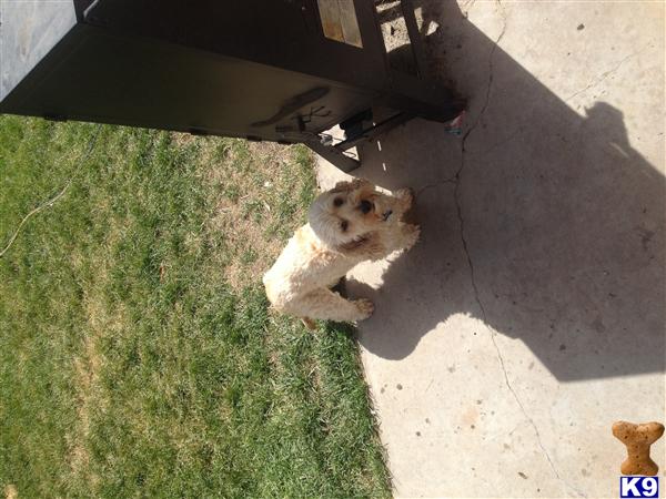 Cocker Spaniel dog